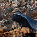 Namibia, The Honey Badger