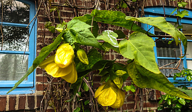 20210609 0635CPw [D~LIP] Roseneibisch (Hibiscus), UWZ, Bad Salzuflen