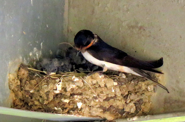 Under our carport.