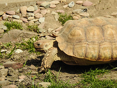 20220422 0667CPw [D~HF] Griechische Landschildkröte (Testudo hermanni), Herford