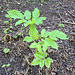 Gewöhnlicher Giersch (Aegopodium podagraria)