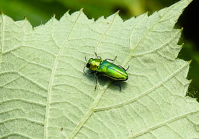 20220704 1360CPw [D~LIP] Glänzende Blütenprachtkäfer (Anthaxia nitidula), UWZ, Bad Salzuflen