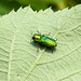 20220704 1360CPw [D~LIP] Glänzende Blütenprachtkäfer (Anthaxia nitidula), UWZ, Bad Salzuflen