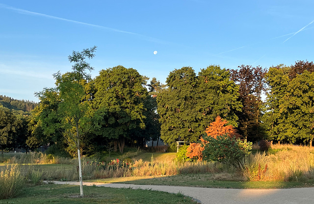 Morgendlicher Mond über dem Dahliengarten