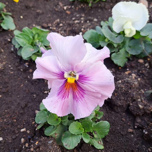 Garten-Stiefmütterchen (Viola wittrockiana)