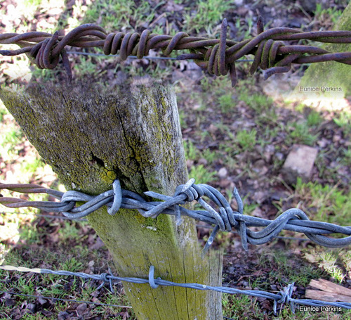 Barbed Wire