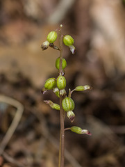 Corallorhiza odontorhiza (Autumn Coral Root orchid)