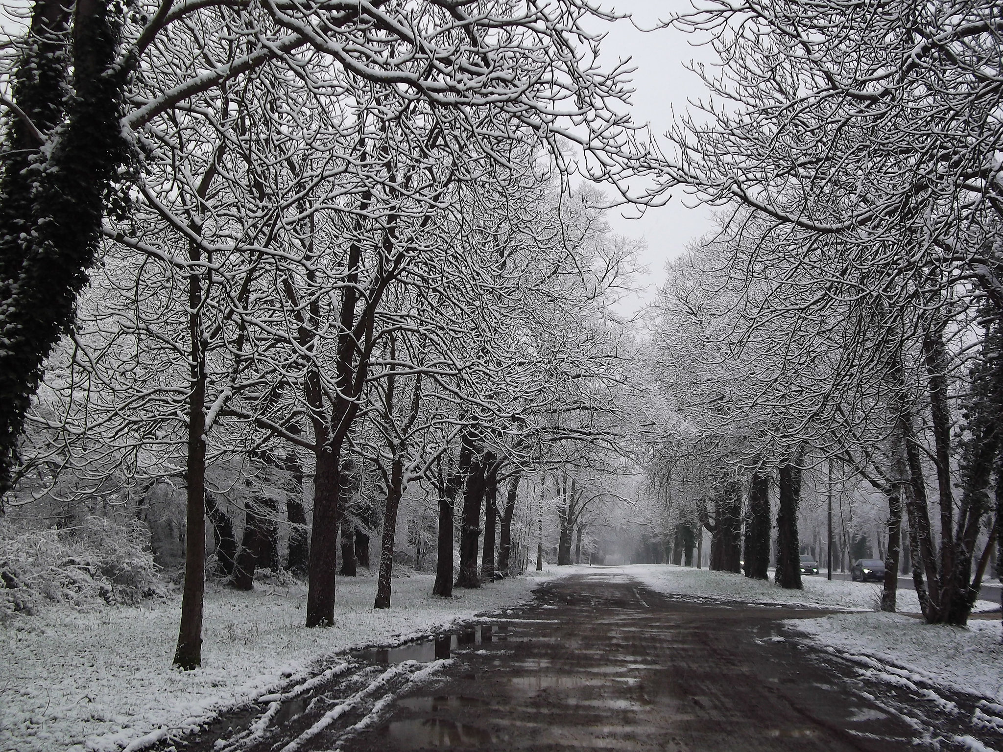 Paysage d'hiver