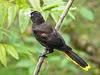 Crested Oropendola, Trinidad