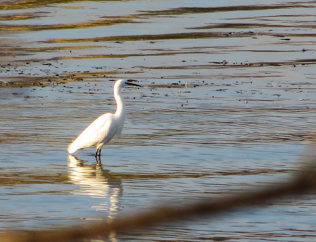 Grande aigrette