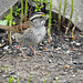 White-throated Sparrow