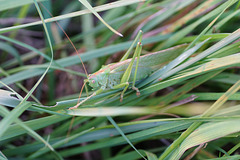 Große Heuschrecke am Wegesrand