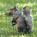 EOS 90D Peter Harriman 13 56 41 19574 SquirrelNest dpp