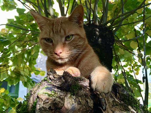 Chats perché