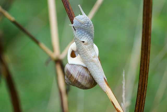 Climbing up the Stem