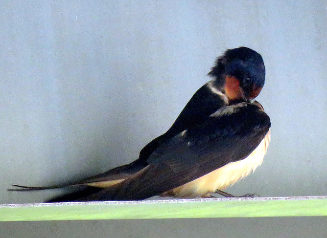 Our resident swallow