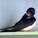 Our resident swallow
