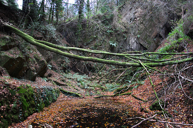 Old quarry