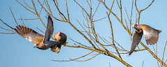 Collared doves
