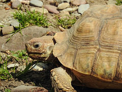 20220422 0668CPw [D~HF] Griechische Landschildkröte (Testudo hermanni), Herford