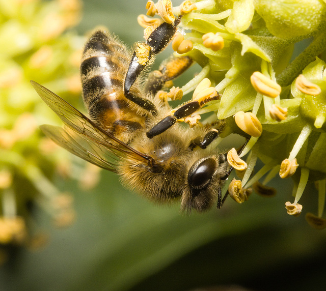 IMG 2978 Honey Bee