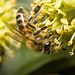 IMG 2978 Honey Bee