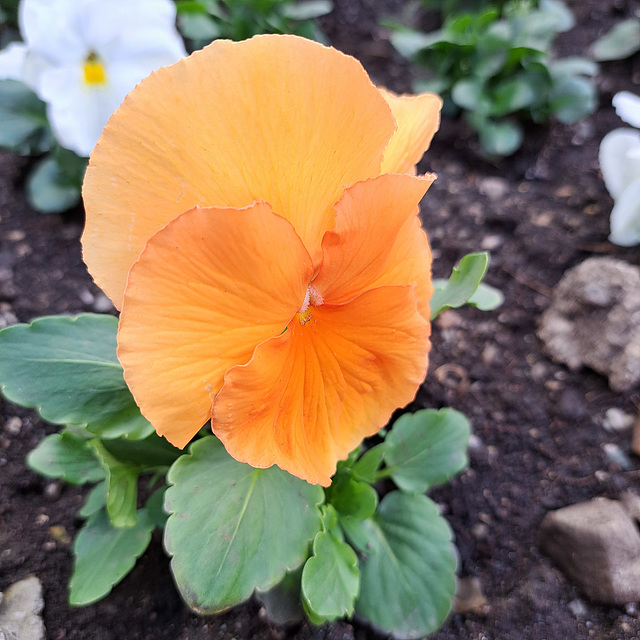 Garten-Stiefmütterchen (Viola wittrockiana)