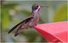 EF7A1464 Hummingbird