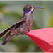 EF7A1464 Hummingbird