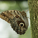Owl butterfly / Caligo sp.