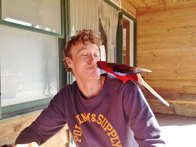 crimson rosella and Bas