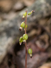 Corallorhiza odontorhiza (Autumn Coral Root orchid)