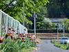 Path with irises