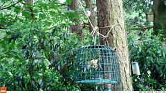 Mixed flock on Bird Feeder (Camera Trap Video )
