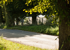 Tree Lined Road