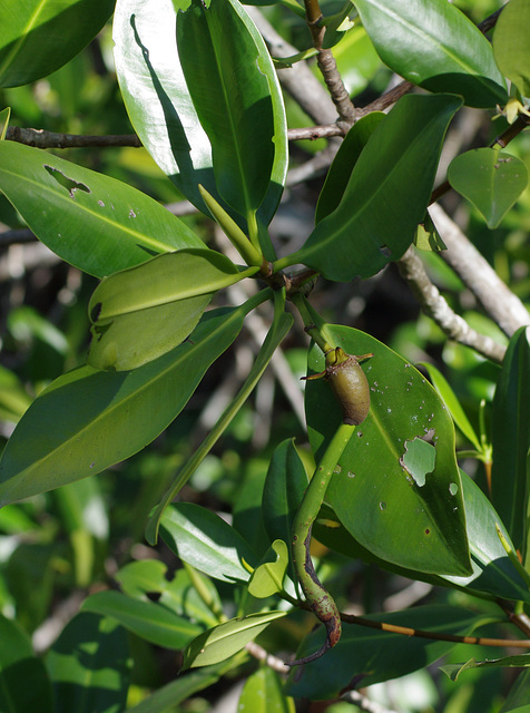 Peculiar fruit