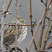 Savannah Sparrow