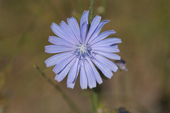 Cychorium intybitus