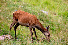 Parco naturale Paneveggio 1450 mt. slm