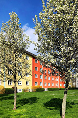 DE - Köln - Frühling in Zollstock