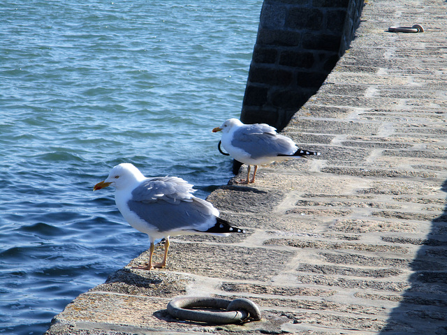 y du vent dans les plumes