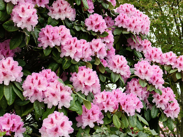 Rhododendron