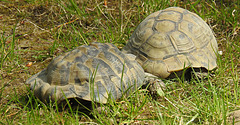 20220422 0670CPw [D~HF] Spornschildkröte (Centorchelys sulcata), Griechische Landschildkröte (Testudo hermanni), Herford