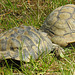 20220422 0670CPw [D~HF] Spornschildkröte (Centorchelys sulcata), Griechische Landschildkröte (Testudo hermanni), Herford