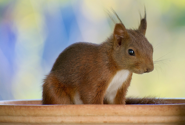 Eichhörnchen im Topf