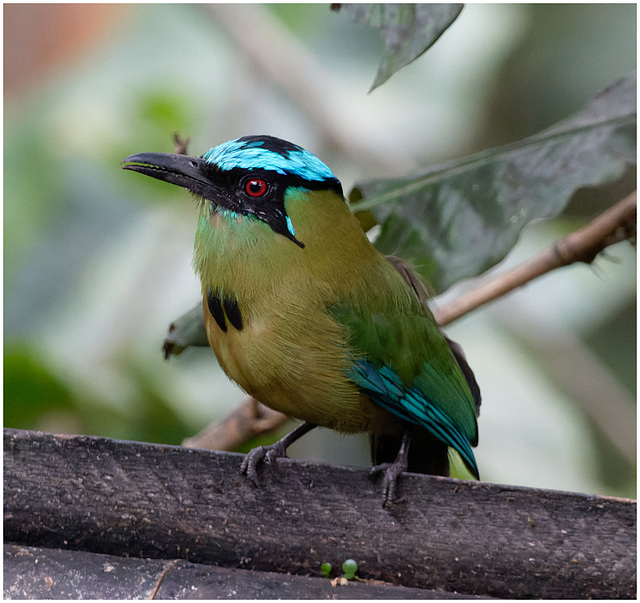 EF7A1467-CR2 DxO DeepPRIME Andean Motmot