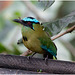 EF7A1467-CR2 DxO DeepPRIME Andean Motmot