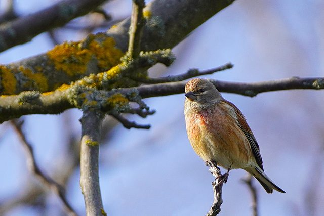 Bluthänfling: Meine Brust wird bald noch röter - Common linnet: My chest will soon be even more red