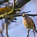 Bluthänfling: Meine Brust wird bald noch röter - Common linnet: My chest will soon be even more red