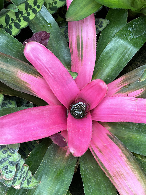 a splash of color